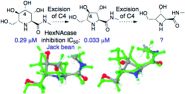 Structural essentials for β-N-acetylhexosaminidase inhibition by amides of prolines, pipecolic and azetidine carboxylic acids